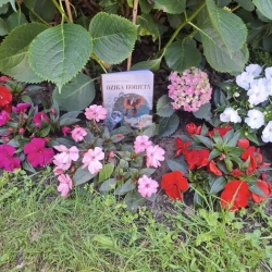 Dzika Kobieta - Krystyna Pulsson